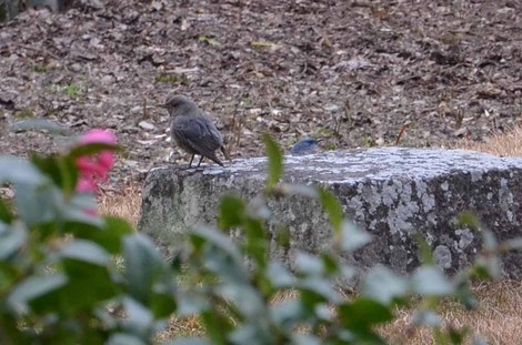20160206-DSC_0110.jpg