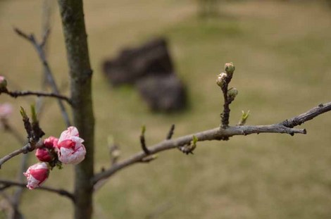 20160328-DSC_0178.jpg