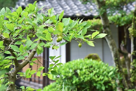 20170815-DSC_3518.jpg