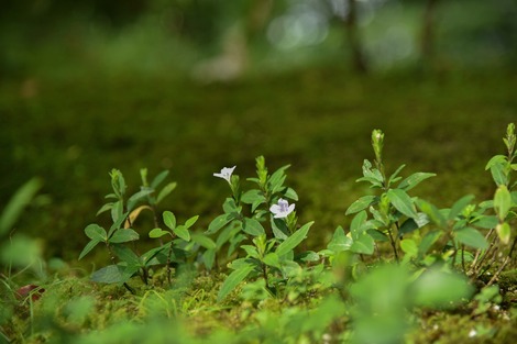 20170815-DSC_3528.jpg