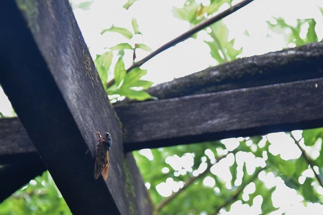 20170815-DSC_3541.jpg