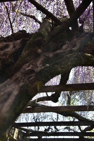 20180408-DSC_6401.jpg