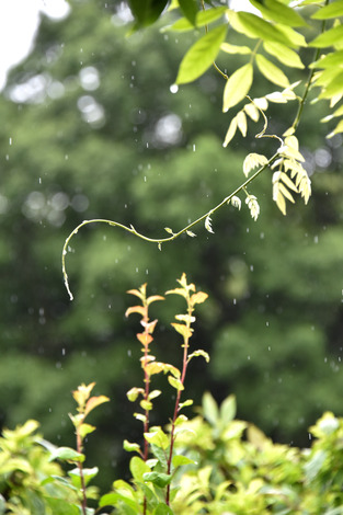 20180619-DSC_7462.jpg