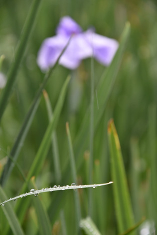 20180619-DSC_7465.jpg