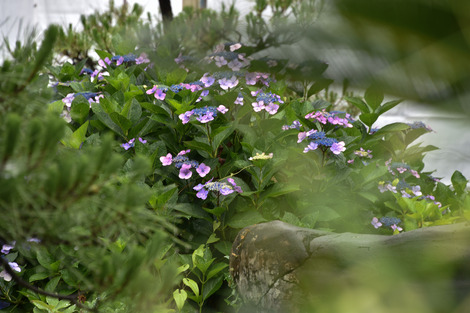 20180619-DSC_7476.jpg