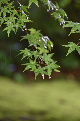 20180619-DSC_7482.jpg