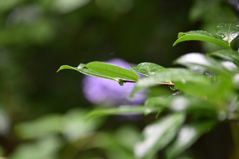 20180619-DSC_7501.jpg