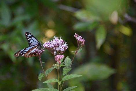 20181025-DSC_8381圧縮.jpg