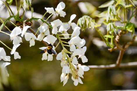 20190412-20190412-DSC_0516.jpg