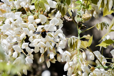20190412-20190412-DSC_0517.jpg