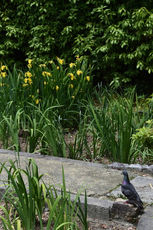20190515-20190515-DSC_1077.jpg