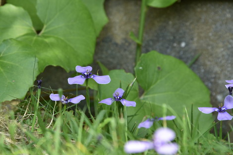 20190515-20190515-DSC_1080.jpg