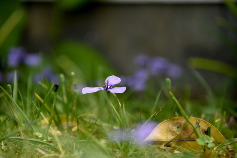 20190515-20190515-DSC_1081.jpg
