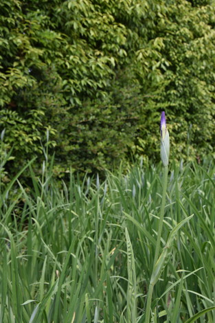 20190515-20190515-DSC_1085.jpg