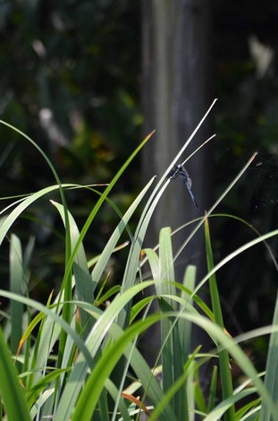 DSC_0145.jpg