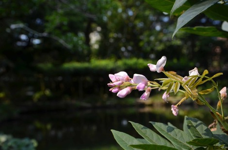 DSC_0156.jpg