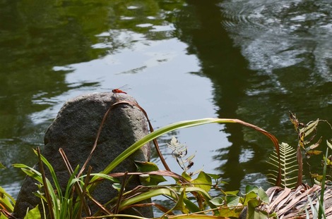 DSC_0159.jpg