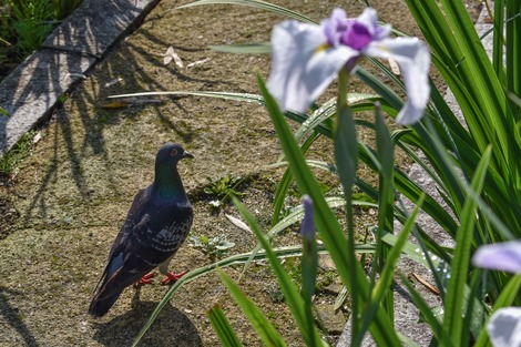 DSC_1487.jpg