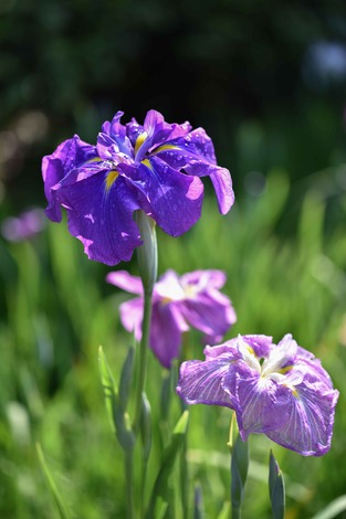 DSC_1497.jpg