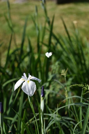 DSC_1498.jpg
