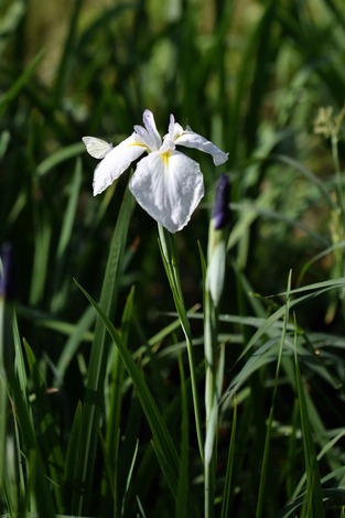 DSC_1499.jpg