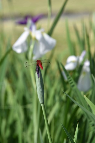 DSC_1512.jpg