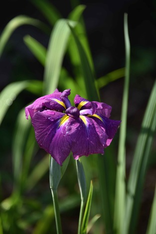 DSC_1517.jpg