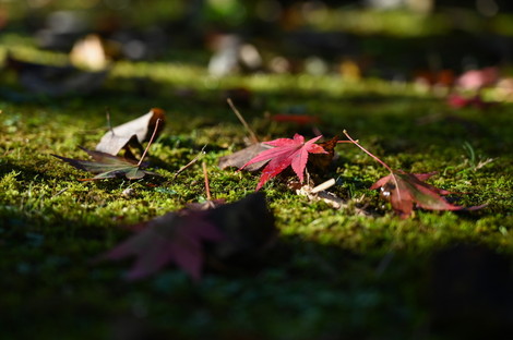 DSC_2165.jpg