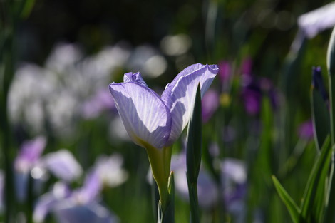 DSC_9001.jpg