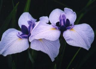 菖蒲_small.jpg