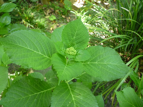P1030445.JPG