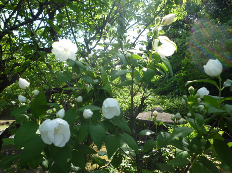 P1030451.JPG