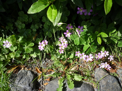 P1030455.JPG
