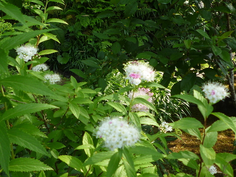 P1030504.JPG