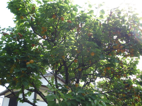 P1030517.JPG