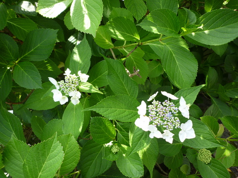 P1030519.JPG