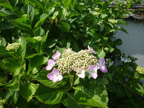 P1030520.JPG