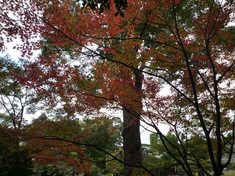 P1290431.JPG