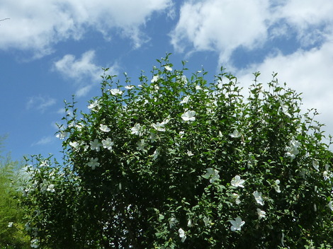 P1300241.JPG