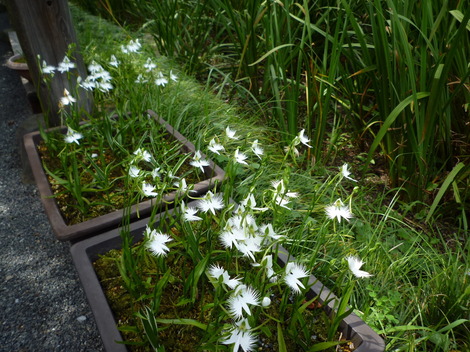 P1300268.JPG