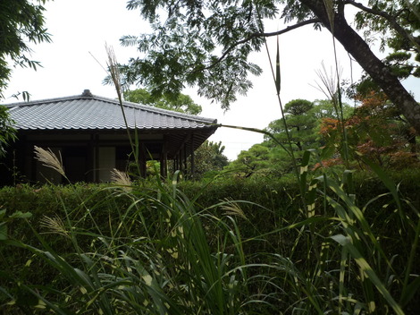 P1300650.JPG