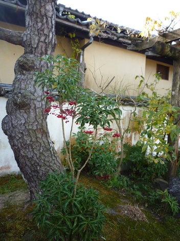 P1310826.JPG