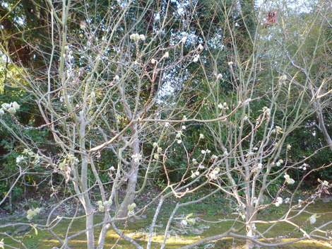P1360787.JPG