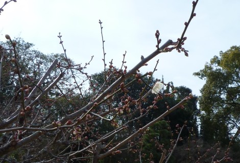P1360819'.JPG