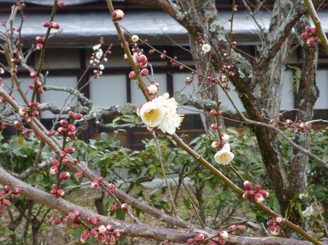 P1360831.JPG