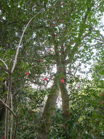 P1360852.JPG
