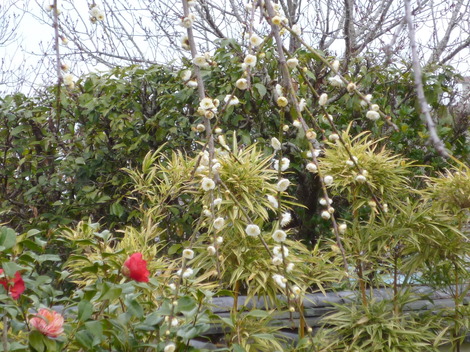 P1360861.JPG
