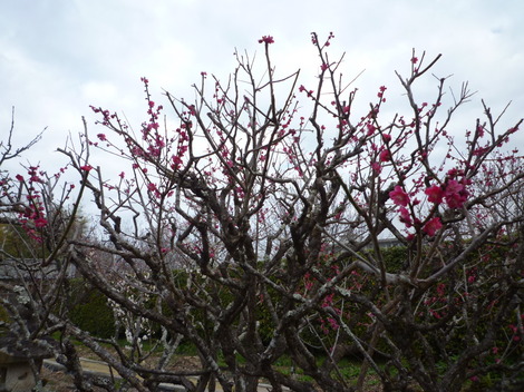 P1360863.JPG