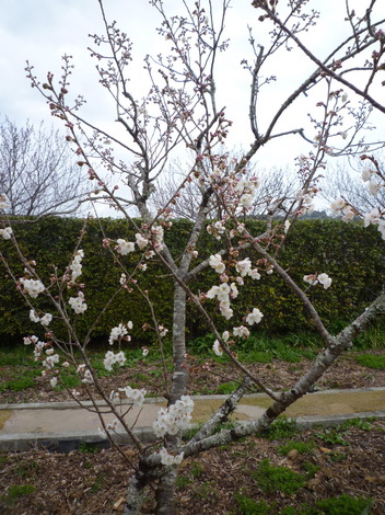P1360865.JPG