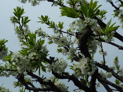 P1360904.JPG